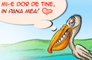 Dragoste de pelican